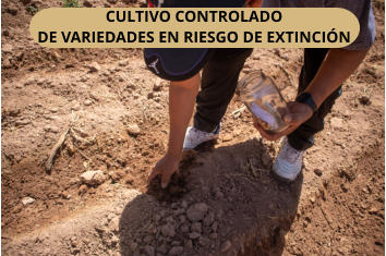 CULTIVO CONTROLADO  DE VARIEDADES EN RIESGO DE EXTINCIN