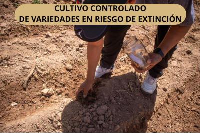 CULTIVO CONTROLADO  DE VARIEDADES EN RIESGO DE EXTINCIN